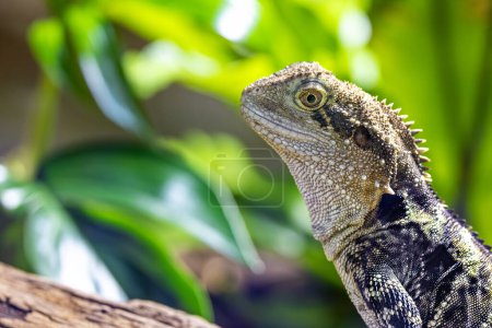 Close up portrait of an Eastern Water Dragon, Intellagama lesueurii, an arboreal agamid found near rivers and creeks. Sydney, Australia.