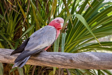 Ein Galakakakadu, Eolophus roseicapilla, auch als rosafarbener und grauer oder rosafarbener Kakadu bekannt. Ein Papagei, der in Australien endemisch ist.