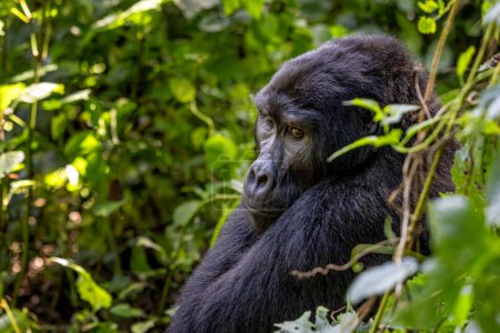 Maraya, gorille à dos noir mâle adulte, gorille beringei beringei, forêt impénétrable de Bwindi, Ouganda, site du patrimoine mondial. Espèces menacées.