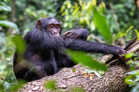 Toilettage des chimpanzés adultes, pantroglodytes, dans la forêt tropicale humide du parc national de Kibale, dans l'ouest de l'Ouganda. Programme de conservation du parc signifie que certaines troupes sont habituées au contact humain.