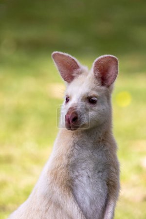 Retrato de un wallaby blanco, también conocido como el wallaby de Bennetts. Estos animales son albinos, debido a una mutación genética, y son endémicos de Bruny Island, Tasmania.