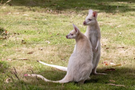 Mutter und Baby weiße Wallabys, auch als Bennetts Wallaby bekannt. Diese Tiere sind aufgrund einer genetischen Mutation Albinos und endemisch auf Bruny Island, Tasmanien.