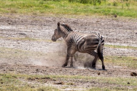 Una joven cebra llanura, equus quagga, rueda en el polvo o Parque Nacional Amboseli, Kenia. Este comportamiento lúdico es eliminar parásitos y piel muerta.