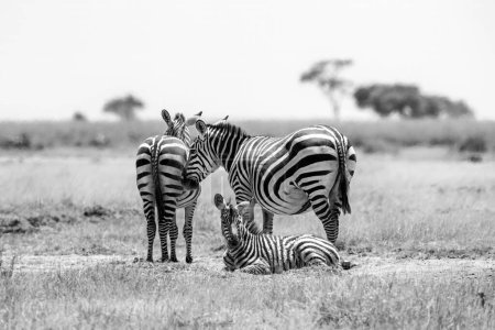 Eine Familiengruppe von Plains Zebras, equus quagga, im Amboseli Nationalpark, Kenia. Schwarz-Weiß.