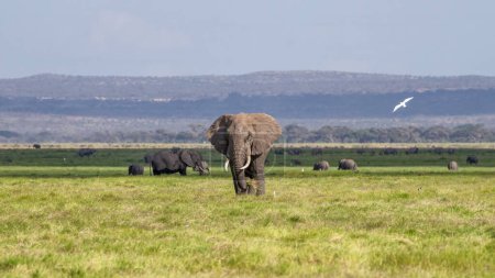 An elephant grazes the grasslands of Amboseli National Park, Kenya. Wide open space with big blue sky cloudscape.