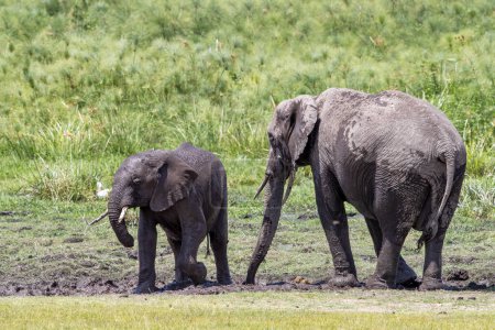 agujero en el Parque Nacional Amboseli, Kenia. El barro y el agua de los pantanos ayudan a enfriar a los animales.