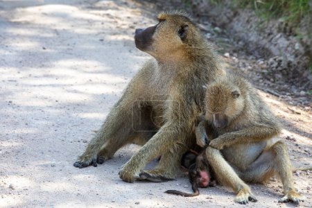 Un grupo familiar de babuinos amarillos, Papio cynocephalus, en el Parque Nacional Amboseli, Kenia. La madre está preparando a un bebé pequeño..