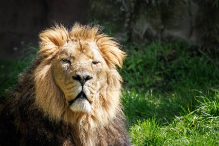Un león asiático macho, Panthera leo persica, una subespecie del león africano y, en la naturaleza, se encuentra solo en el Parque Nacional Gir, Gujarat. Especies en peligro.