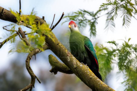 Ein Rothaubenturaco, Tauraco erythrolophus, thront in einem Baum. Ein farbenfroher, genügsamer Vogel, der im Westen Angolas heimisch ist, und der Nationalvogel Angolas.
