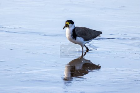 Masked lapwing, Vanellus Miles, also known as the Spur-winged Plover, wading in the shallow waters of the Tamar Wetlands, Tasmania. Endemic to Australasia, and a protected bird in Tasmania.