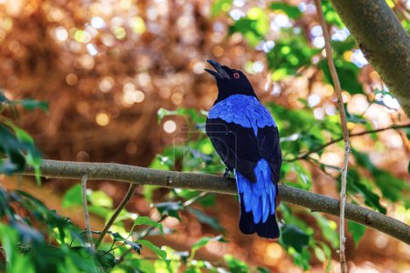 An Asian fairy-bluebird, Irena puella, singing in a tree. Profile view with warm bokeh background. Found in forests across tropical southern Asia, Indochina and the Greater Sundas