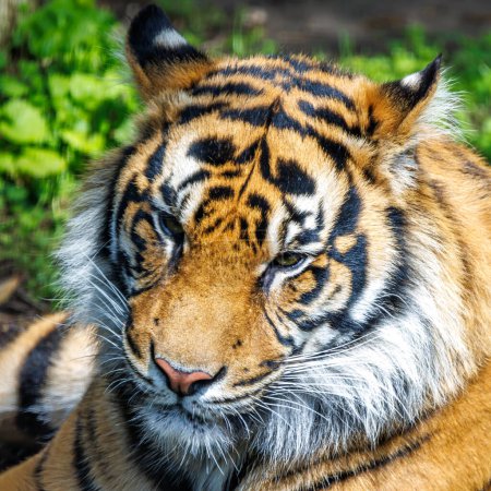 Porträt eines Sumatran- oder Sunda-Tigers, Panthera tigris sondaica, die kleinste Unterart des Tigers und in freier Wildbahn vom Aussterben bedroht.