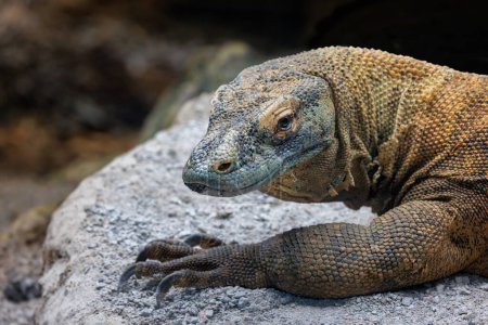 Un dragon Komodo, Varanus komodoensis, sur un rocher. La plus grande espèce de lézard, endémique des îles indonésiennes de Komodo, Rinca, Flores et Gili Motang