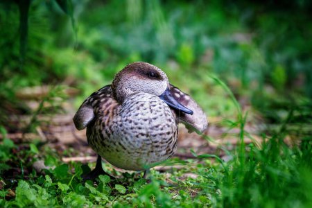 A marbled teal duck, Marmaronetta angustirostris, a medium sized species that is vulnerable in the wild due to decreasing habitat, water pollution and wetland drainage.