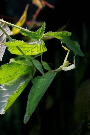 A leaf insect, Phyllium giganteum, hangs in the branches and is camouflaged in the real leaves. The ability to blend in to their environment is a defense against predators.