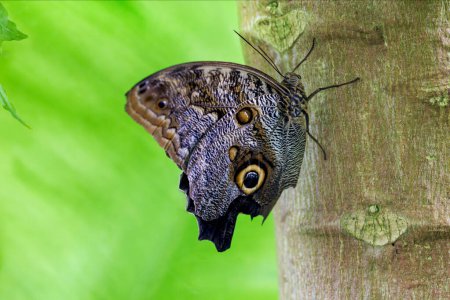 Una mariposa búho gigante, Caligo eurilochus, o búho gigante del bosque, una especie endémica de las selvas tropicales de América Central y del Sur.