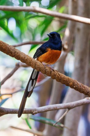 Male white-rumped shama perched on a branch, with defocussed foliage background and dappled sunlight. This pretty bird is found mainly in South and Southeast Asia.