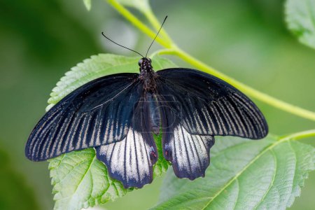 Papilio memnon, the great Mormon, is a large butterfly native to southern Asia that belongs to the swallowtail family.