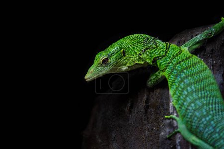 Monitor de árbol esmeralda, Varanus prasinus, sobre fondo oscuro con espacio para texto. Este lagarto arbóreo es venenoso y endémico de Nueva Guinea y las islas circundantes..