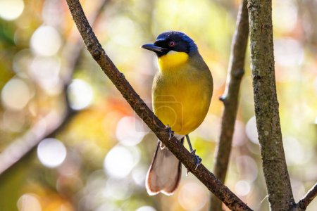 A blue-crowned laughingthrush, Garrulax courtoisi, perched on a tree with soft sunlight bokeh background. This small songbird, endemic to Jiangxi, China, is now critically endangered in the wild.