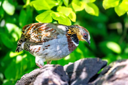 Collared or white necklaced partridge, Arborophila gingica, perched on a rock in sunshine. Endemic to Asia, the Himalayas to North Vietnam and near threatened in the wild.