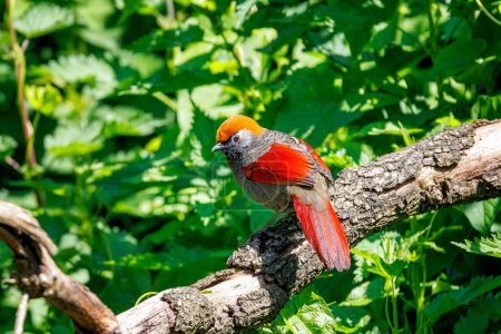 Rotschwanzdrossel, Trochalopteron milnei, hockt in einem Baum. Diese farbenfrohe Art von Passanten kommt in China, Laos, Myanmar, Thailand und Vietnam vor.