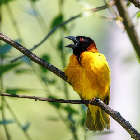 Chirping adult male black-headed weaver bird, ploceus-melanocephalus, perched on a branch against soft green foliage background. Space for text.