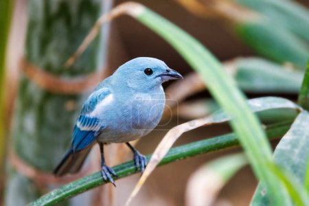 A blue-gray tanager, Thraupis episcopus, perched on a branch with a lush foliage background. A social and noisy bird endemic to tropical and subtropical regions of Central and South America.