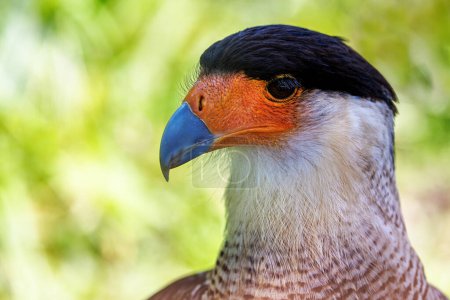 A crested caracara, Caracara plancus, or Mexican eagle. A bird of prey endemic to southeastern United States, Mexico, Central and South America, as well as some Caribbean Islands.