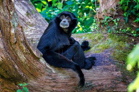 Siamang gibbon, Symphalangus syndactylus, sitting on an old tree trunk. The largest gibbon and endemic to Indonesia, Malaysia and Thailand. Endangered in the wild.