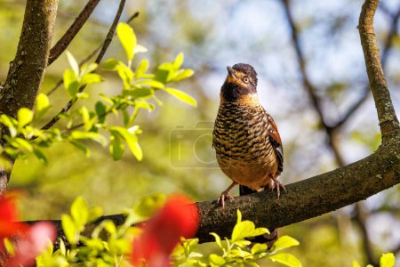 A spotted laughingthrush, Ianthocincla ocellata, perched in a tree, . Endemic to Bhutan, China, India, Myanmar, and Nepal. Its natural habitat is subtropical or tropical moist forests