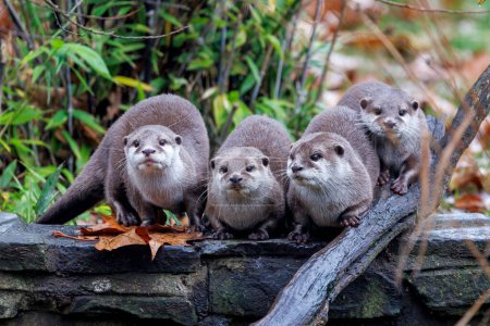 A group of Asian small-clawed otters, aonyx cinerea, huddled together. These semiaquatic mammels are considered vulnerable in the wild.