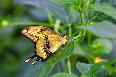 Papillon à queue d'hirondelle, Papilio thoas, vue latérale avec ailes fermées. Endémique à l'extrême sud des États-Unis, au Mexique, en Amérique centrale et en Amérique du Sud