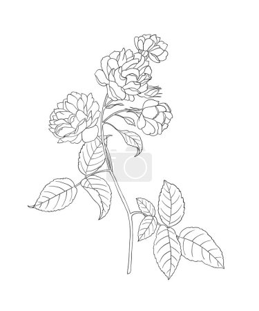 Coloring page for adults. Line art coloring activity. Beautiful hand-drawn flower.  Mindful coloring for stress relief. Vector illustration