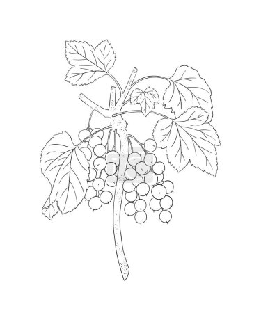 Coloring page for adults. Line art coloring activity. Beautiful hand-drawn berries.  Mindful coloring for stress relief. Vector illustration