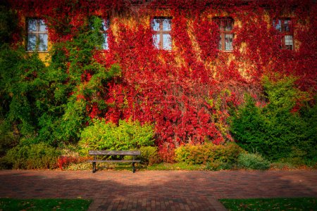 Foto de El paisaje otoñal del parque en Gdansk con una pared cubierta de hojas de hiedra roja. Polonia - Imagen libre de derechos