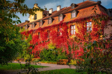 Foto de El paisaje otoñal del parque en Gdansk con una pared cubierta de hojas de hiedra roja. Polonia - Imagen libre de derechos
