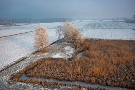 Téléchargez les photos : Paysage gelé de Vistule Fens, Pologne - en image libre de droit