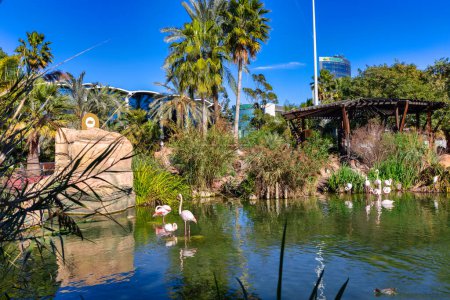 Foto de Valencia, Spain - January 20, 2023: Flamingos in the Oceanarium pond in Valencia, Spain - Imagen libre de derechos