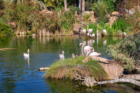 Foto de Flamingos in the wildlife park, Spain - Imagen libre de derechos