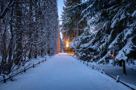 Foto de Paisaje invernal en el parque público nevado de Gdansk Oliwa, Polonia - Imagen libre de derechos