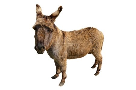 Foto de Donkey isolated over the white background - Imagen libre de derechos