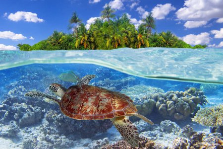 Téléchargez les photos : Green turtle swimming in the tropical water - en image libre de droit