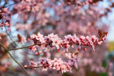 Photo for Spring alley of blossom pink cherry trees in Poland - Royalty Free Image
