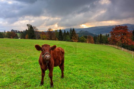 Photo for Little calf on the meadow under the Tatra Mountains at autumn, Lapszanka. Poland - Royalty Free Image
