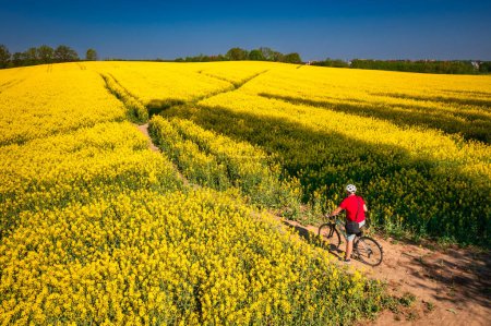 Photo for A man on a bicycle riding through a yellow rapeseed field, Poland - Royalty Free Image