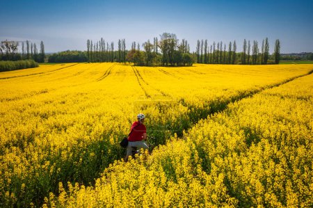 Photo for A man on a bicycle riding through a yellow rapeseed field, Poland - Royalty Free Image