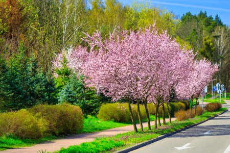 Photo for Spring alley of blossom pink cherry trees in Poland - Royalty Free Image