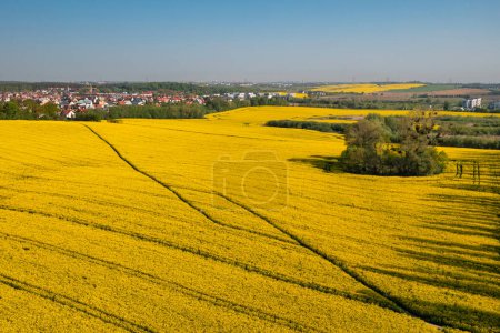 Photo for Aerial landscape of the yellow rapeseed field under blue sky, Poland - Royalty Free Image