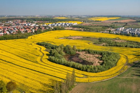 Photo for Aerial landscape of the yellow rapeseed field under blue sky, Poland - Royalty Free Image